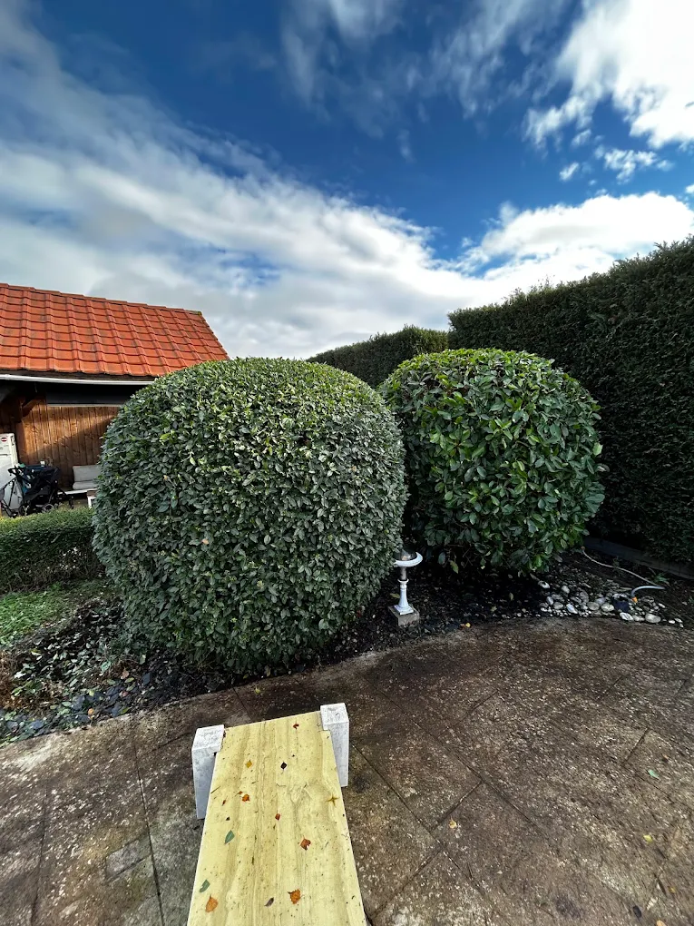 Réalisation M'ton chez toi taille de haies avec mise en forme Autun 71400